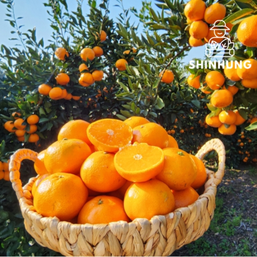 제주 천혜향 중소과 2kg 26일 16시