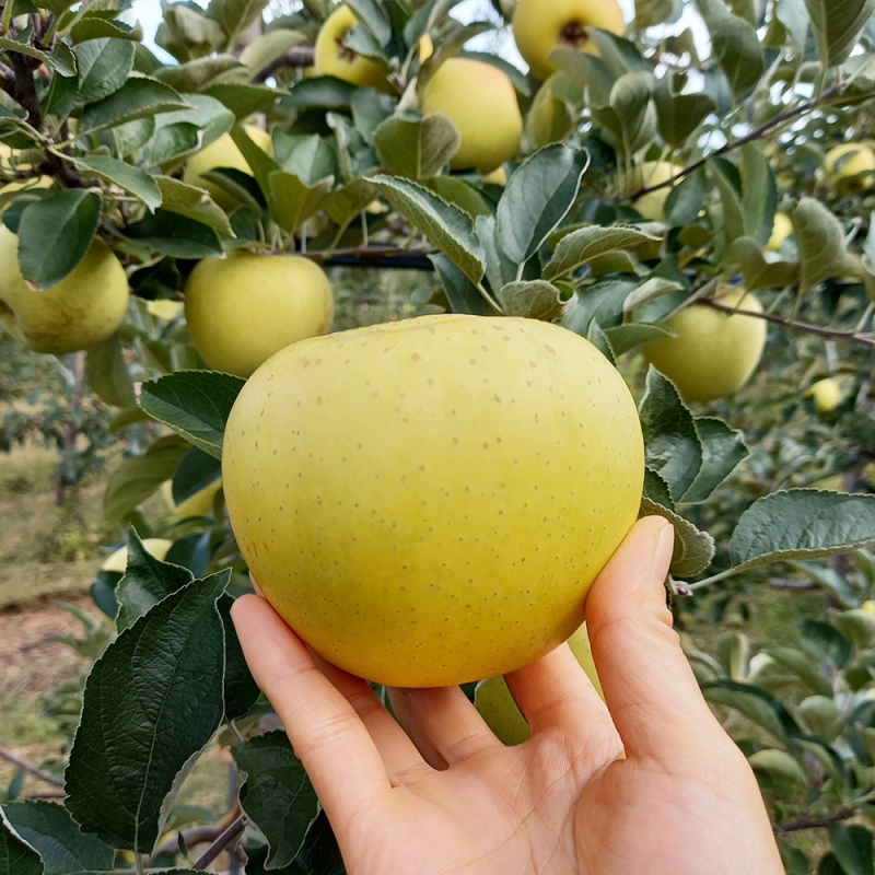 [오늘신선] 청송네자매 경북 청송 시나노골드 사과  2kg 꼬마(10-15과내외) 16일 14시 상품이미지