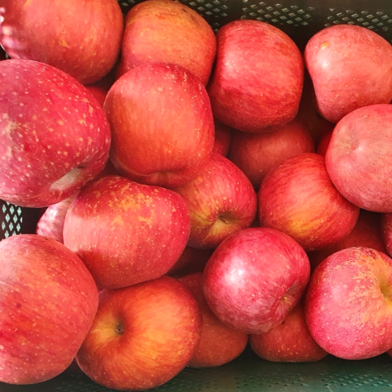 햇 홍로 가정용 사과(사이즈랜덤) 상품이미지