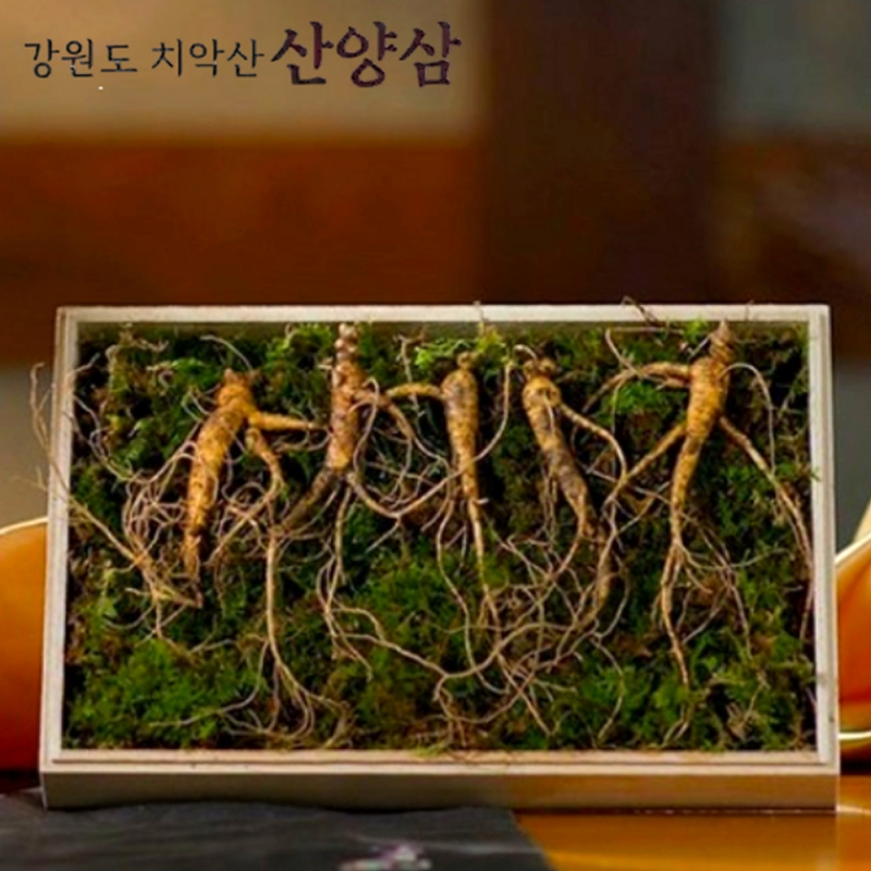 강원도 치악산 산양삼 5뿌리 국내산 인삼 새싹 산양삼 원기회복 묘삼 고급 오동나무 박스 포장 5뿌리 1세트 상품이미지