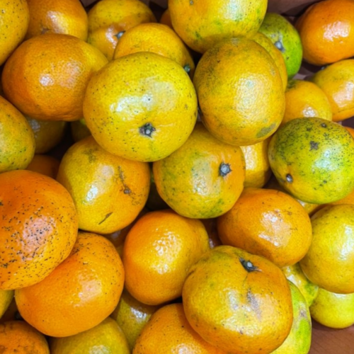 국내산 조생 노지감귤 5kg 대과 8일 16시