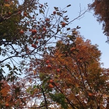 가을이 깊었네요~