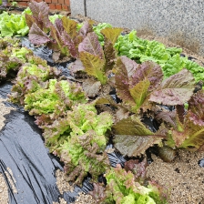 텃밭에서 상추 재배하기