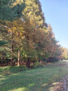 충북대학교 단풍구경