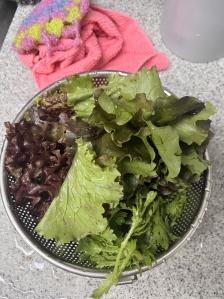 옥상 텃밭