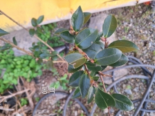 동백이 이만큼 자랐다