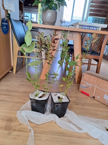 엄마가 심고싶어한 블루베리가 왔어요