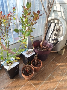 체리나무랑 오미자  묘목도 왔어요~