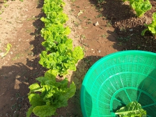 가을 상추 따왔다